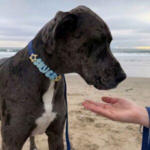 Personalized Waterproof Collar with Charms