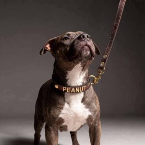 Personalized Leather Collar – Gold Edition