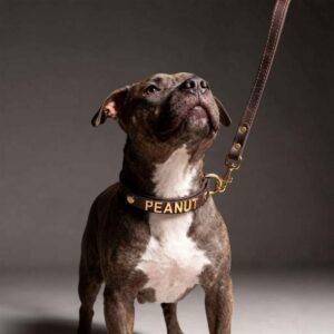 Personalized Leather Collar – Gold Edition