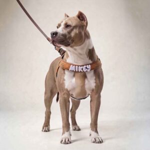 Personalized Step-In Harness with Bubble Letter Charms